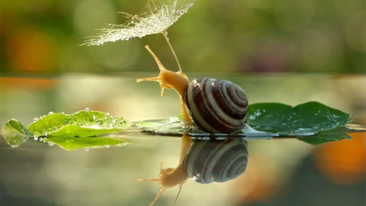 [Bintang] 10 Foto Ini Sanggup Membuatmu Kagum pada Siput