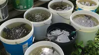 Jenis Ikan yang Cocok Dibudidaya di Ember Bekas, Peluang Usaha Skala Rumah