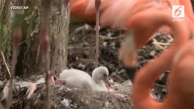 Tingkah Lucu Bayi Burung Flamingo 