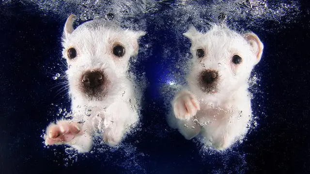 Potret Anak Anjing Lucu Belajar Berenang Mencuri Hati
