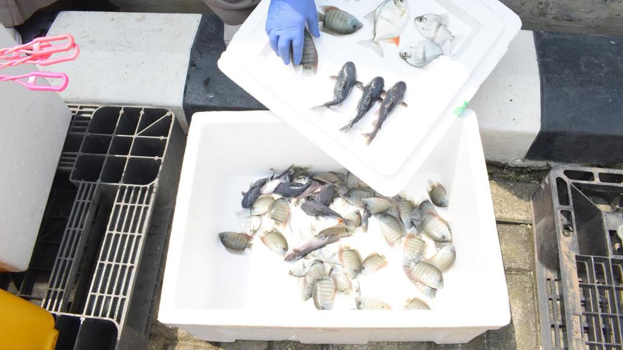 KKP memusnahkan 11,4 kg ikan segar asal Jepang dan 267 ekor ikan hias asal Kolombia