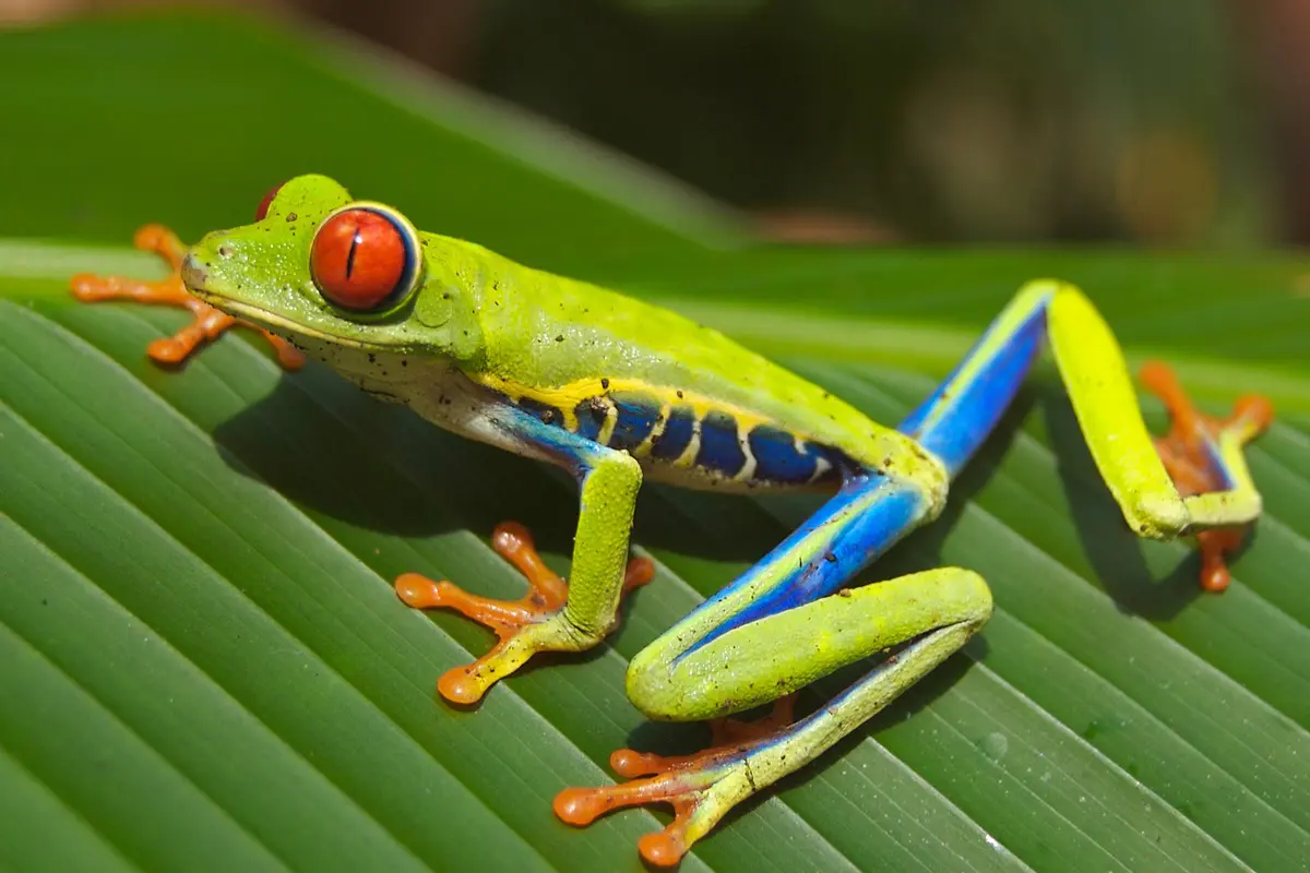 Deretan Katak Cantik 'Pencabut Nyawa', Awas Jangan Dekat-dekat!