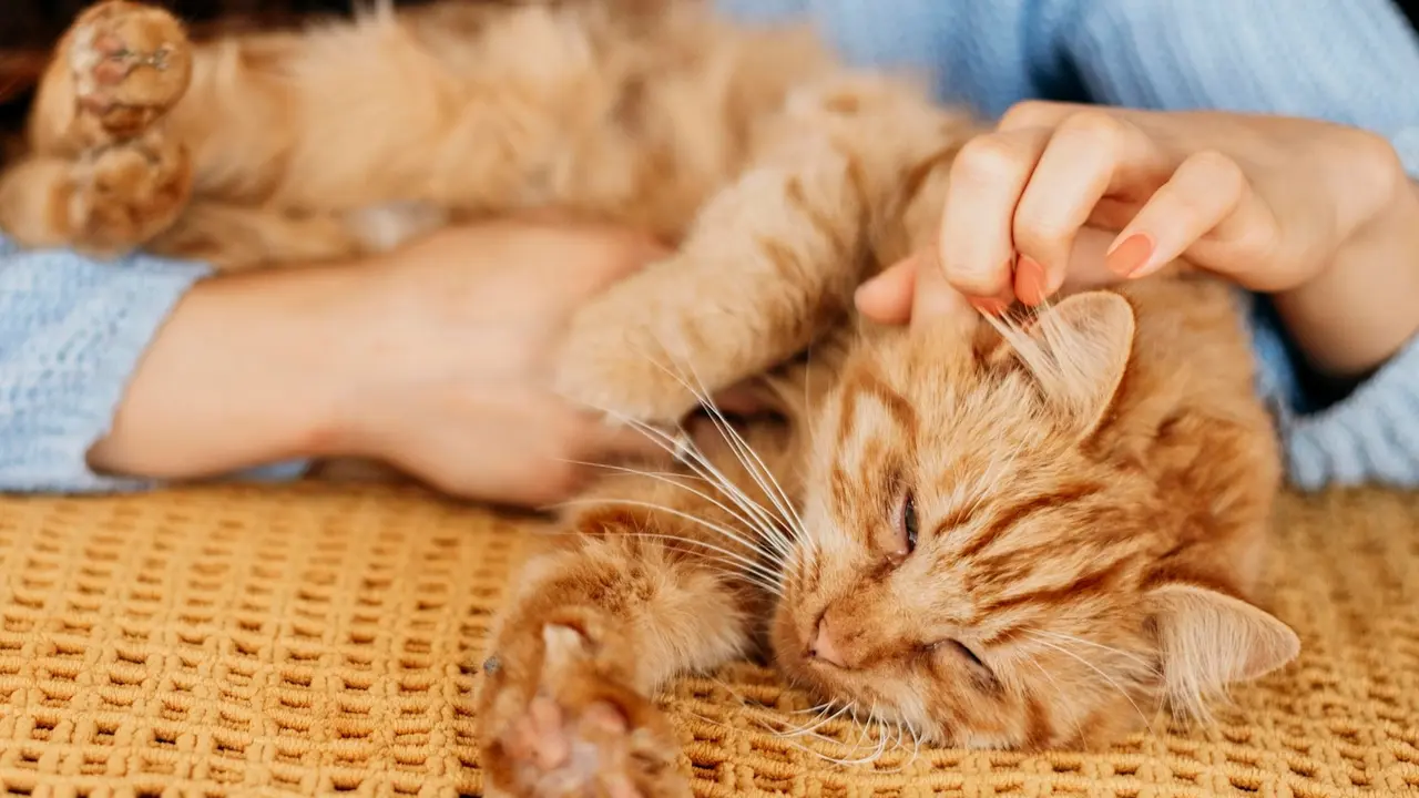 Kucing Hamil
