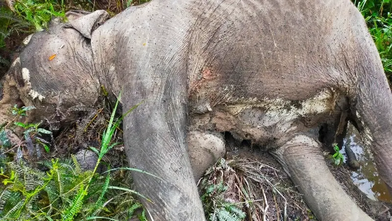 Seekor gajah mati yang sebelumnya sempat dirawat petugas BBKSDA Riau di kebun sawit masyarakat.