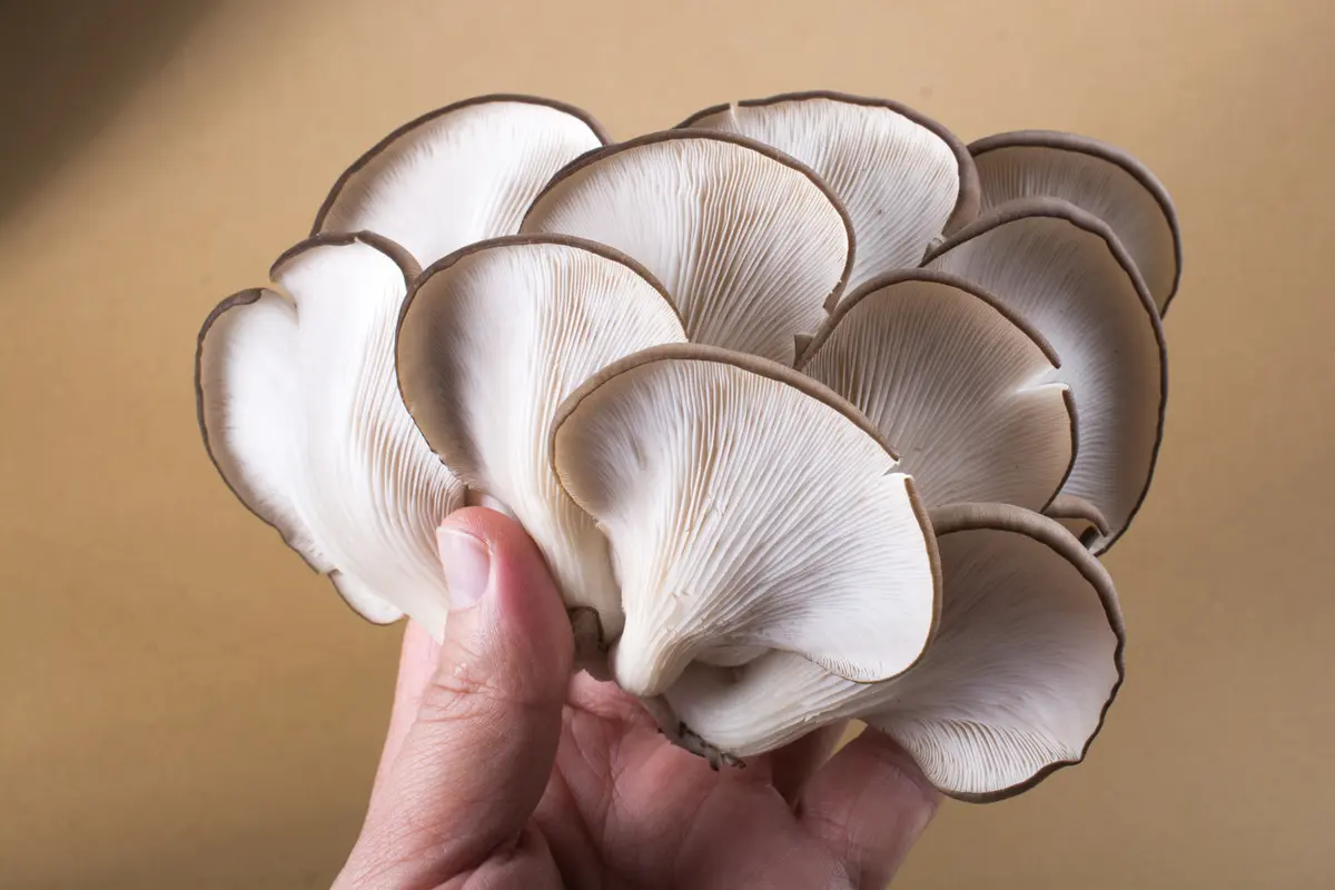 Jamur Tiram (iStock)