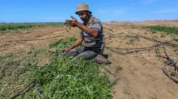 Seorang petani Palestina memeriksa lahan pertaniannya setelah buldoser tentara Israel merusak sebagian lahan itu, yang berada di sebelah timur Khan Yunis di perbatasan Jalur Gaza selatan (13/10/2020). (Xinhua/Yasser Qudih)