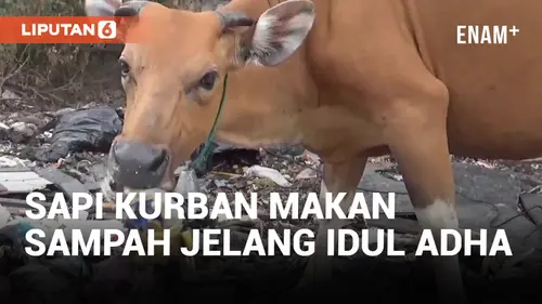 VIDEO: Miris, Puluhan Sapi Kurban Makan Sampah