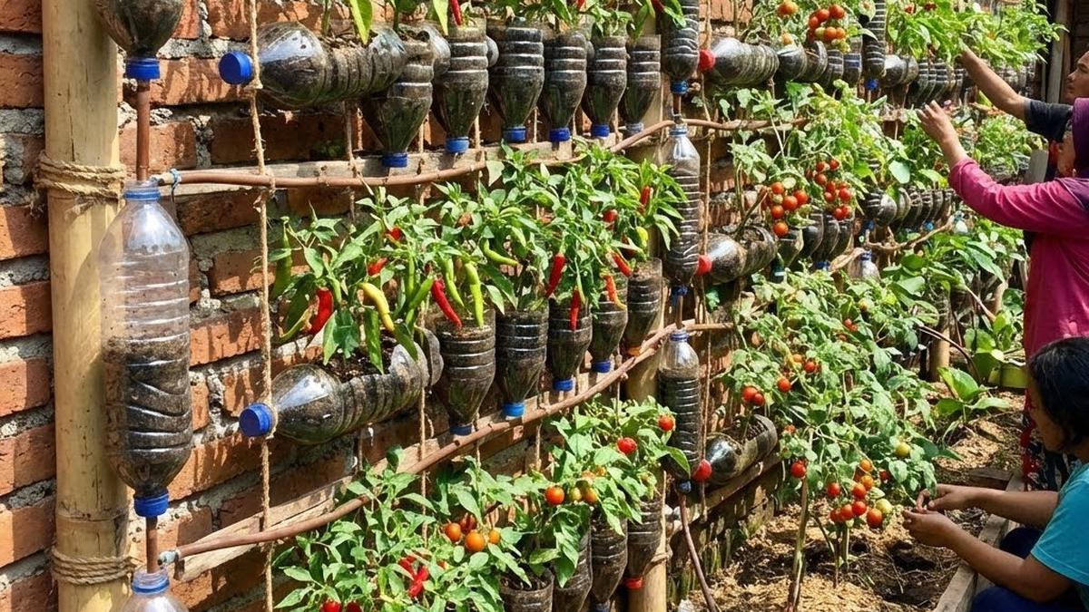 7 Tanaman Cabai yang Cocok Ditanam Vertikal agar Buah Lebat Meski Lahan Sempit
