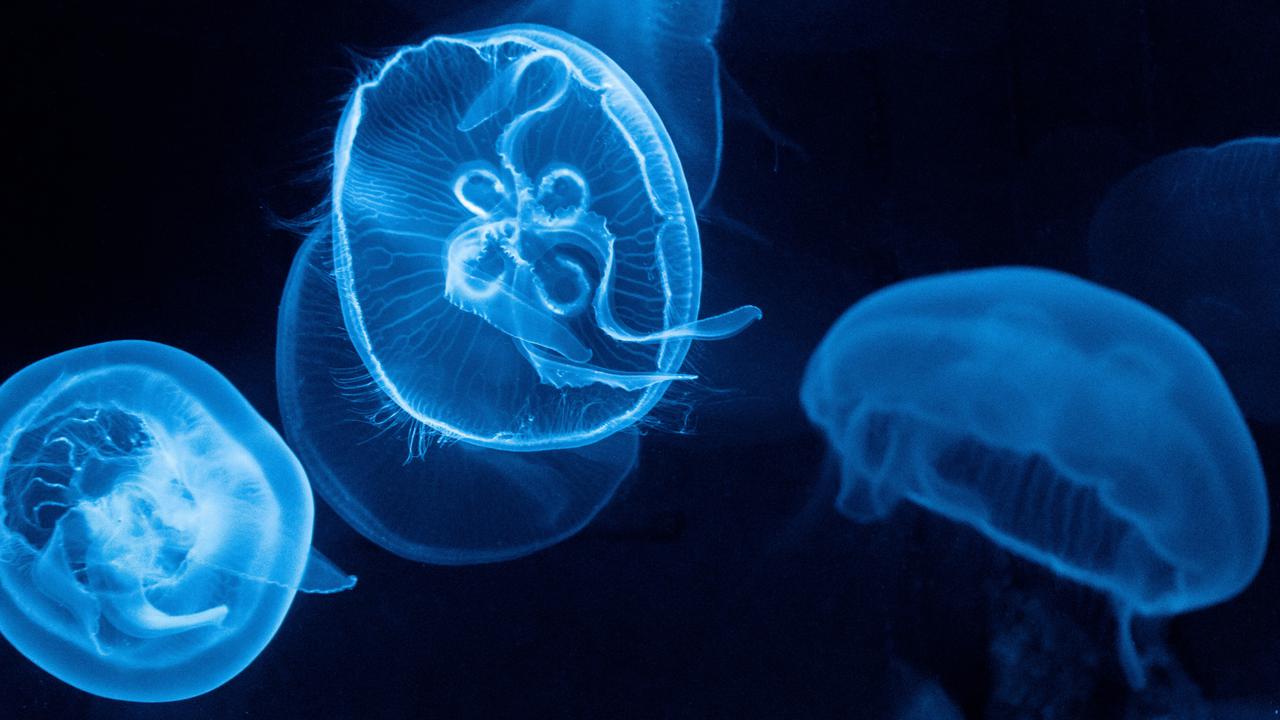 Ilustrasi ubur-ubur, hewan avertebrata