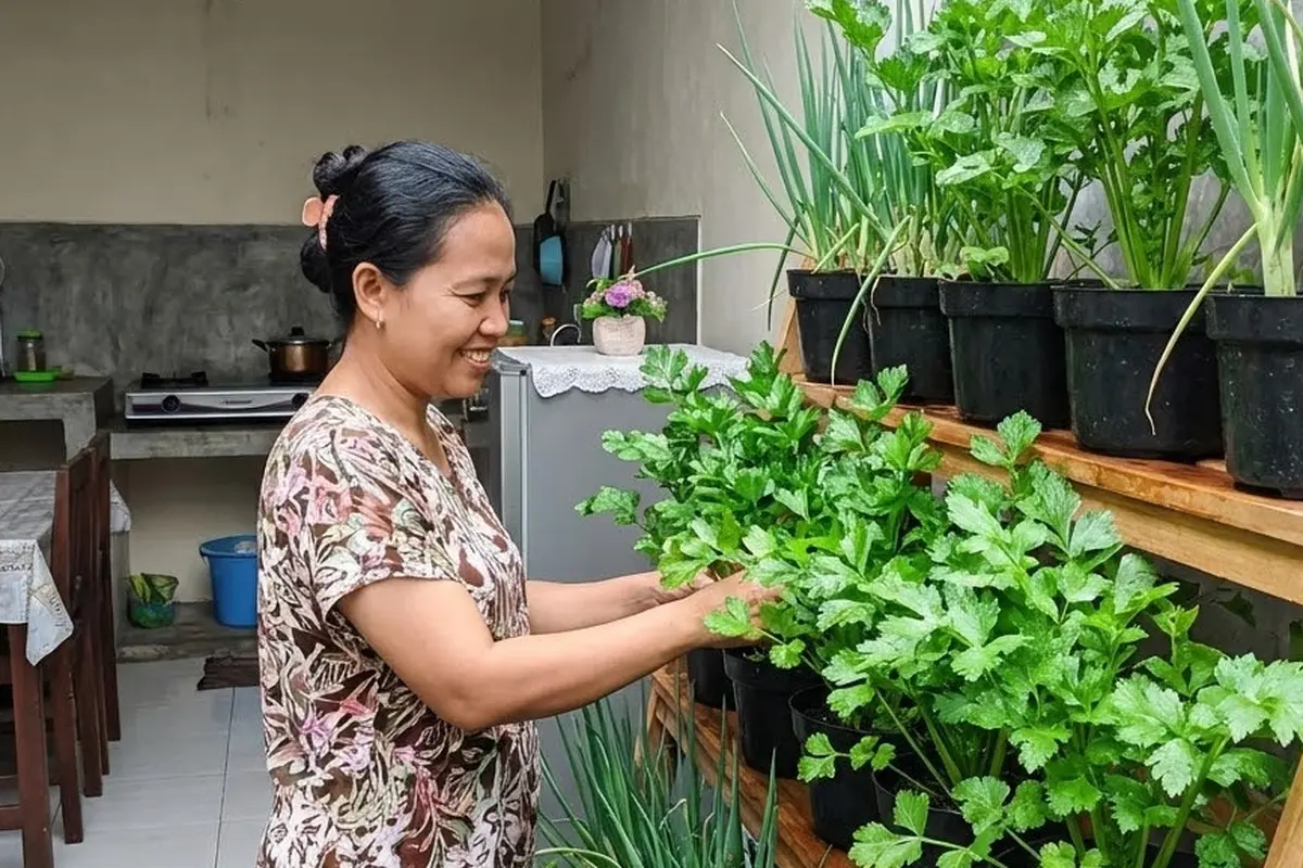 Cara Menanam dan Menumbuhkan Seledri