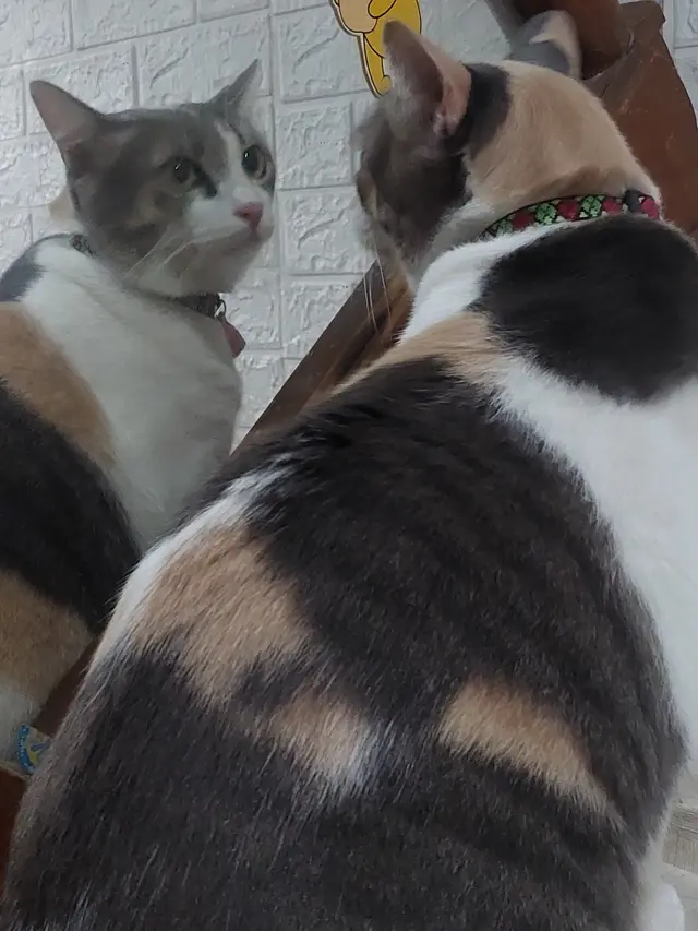Kucing bercermin