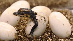 Seekor bayi buaya kerdil Afrika Barat keluar dari cangkang telurnya di taman botani Exotica Planet di Royan, Prancis, Senin (27/8). Buaya dengan nama latin Osteolaemus tetraspis ini merupakan spesies buaya terkecil yang ada. (AFP/MEHDI FEDOUACH)