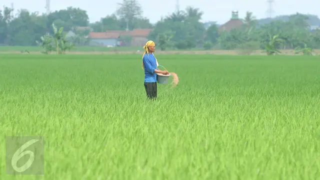 20160704-Pupuk Padi-Karawang- Gempur M Surya