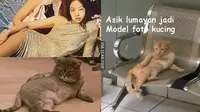6 Gaya Kucing Berpose Layaknya Model Ini Bikin Geleng Kepala (sumber: Instagram.com/kucing._oren.id dan 1cak)