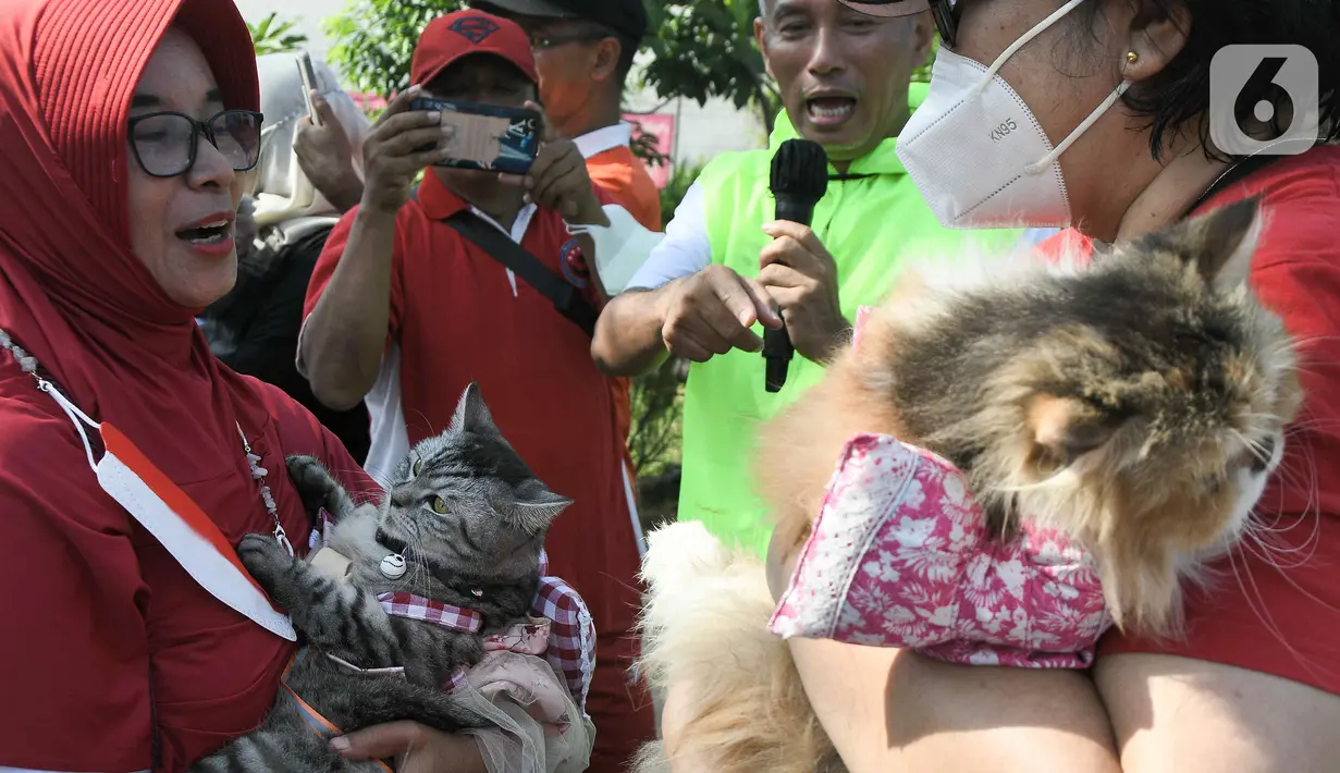 Warga membawa kucing peliharaannya pada acara fashion  show kucing rumahan di Lapangan Kolaborasi Komplek Ikip, Duren Sawit, Jakarta, Minggu (14/8/2022). Acara fashion show yang merupakan rangkaian dari kegiatan HUT Kemerdekaan Republik Indonesia ke 77 dan sebagai wadah berkumpulnya komunitas pecinta kucing di Jakarta Timur. (Liputan6.com/Herman Zakharia)