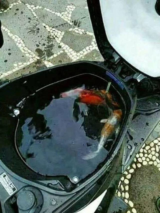 10 Potret Nyeleneh Orang Pelihara Ikan, Cara Kasih Makannya Bikin Geleng Kepala