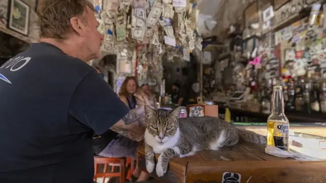 kucing puerto rico