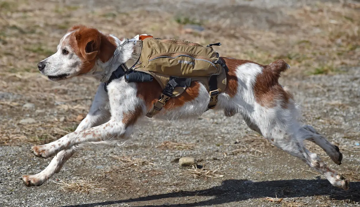 Foto ini diambil pada (14/2/2016) menunjukkan Gonta anjing penyelamat memakai ransel berisi live video feed dan GPS data saat pelatihan dalam mencari korban yang terkubur di bawah puing-puing di Fujimi, utara Tokyo. (AFP PHOTO/Bapak KAZUHIRO Nogi)