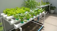 7 Model Kebun Mini Sederhana, Solusi Hijau Efisien untuk Lahan Terbatas
