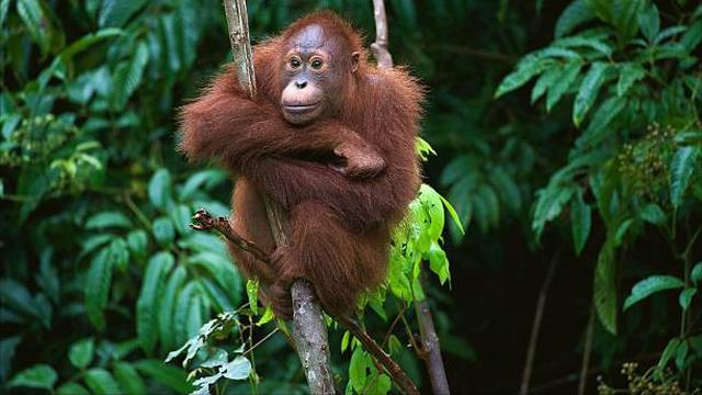 Potret Orangutan (Sumber: Pixabay)