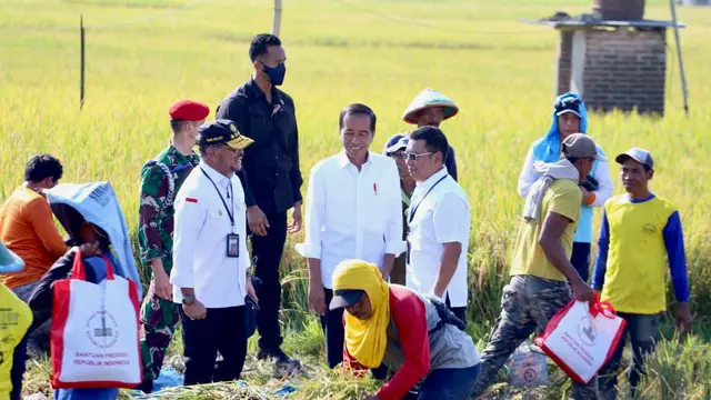 Presiden Jokowi didampingi Menteri Pertanian Syahrul Yasin Limpo (Mentan SYL) melakukan panen raya padi di Kabupaten Ngawi