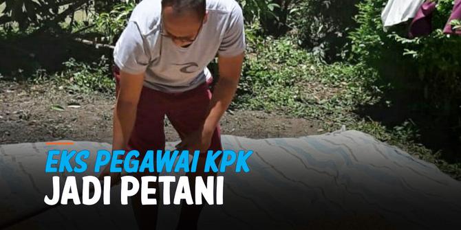 VIDEO:  Eks Pegawai Alih Profesi Jadi Petani Usai Dipecat KPK