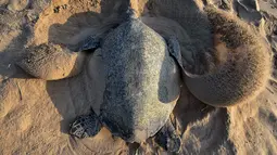 Penyu Olive Ridley menggali lubang untuk bertelur di Pantai Rushikulya, 140 kilometer di sebelah barat daya Bhubaneswar, negara bagian Odisha, India, Jumat (23/2). Teluk Benggala merupakan salah satu lokasi bertelur massal penyu di India. (ASIT KUMAR/AFP)