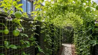 6 Ide Kebun Markisa Mini untuk Rumah Minimalis, Panen Buah Segar Setiap Hari