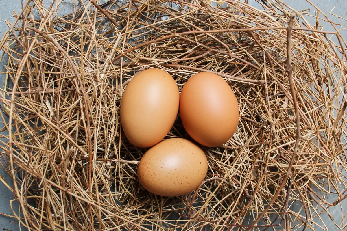 Telur Ayam