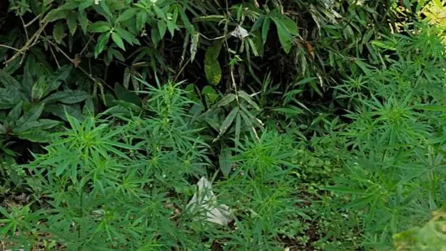 Seorang pria diburu polisi karena menanam sekitar 40 batang ganja di daerah III Koto Aur Malintang Selatan Kabupaten Padang Pariaman, Sumatera Barat.