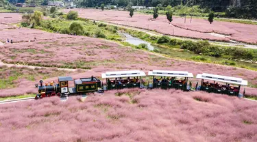 Foto dari udara yang diabadikan pada 2 September 2020 menunjukkan para wisatawan yang menaiki kereta tamasya menikmati pemandangan padang rumput berwarna pink (Muhlenbergia capillaris) di objek wisata Shenquangu di Wilayah Changshun, Provinsi Guizhou, China barat daya. (Xinhua/Tao Liang)