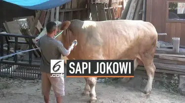 Presiden Jokowi berkurban sapi seberat 1,3 ton di Islamic center Mataram NTB. Sapi dibeli dari peternak di NTB dengan harga Rp 125 juta. Ini sudah kedua jalinya Presiden Jokowi berkurban sapi di mataram.