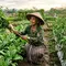 7 Cara Mengusir Belalang dari Tanaman Sayur, Ampuh Bikin Daun Tidak Habis Dimakan