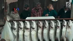Salah satu event tahunan yang menggenjot pariwisata Alaska adalah “Halibut Derby”. VOA