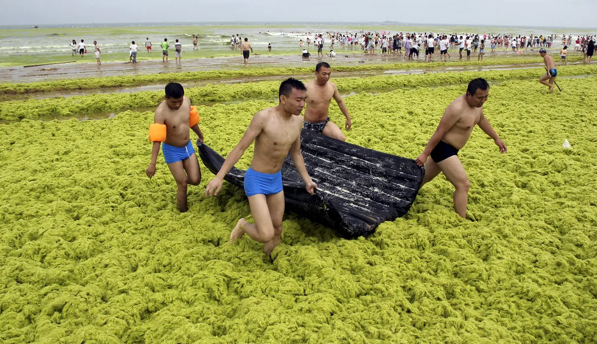 Antusiasme pengunjung saat bermain di pantai yang tertutup ribuan ton ganggang di Qingdao, Provinsi Shandong, China, 19 Juli 2015. Fenomena alam yang ekstrem ini memang sudah menjadi agenda tahunan sejak 2007 silam di pantai tersebut. (REUTERS/Stringer)