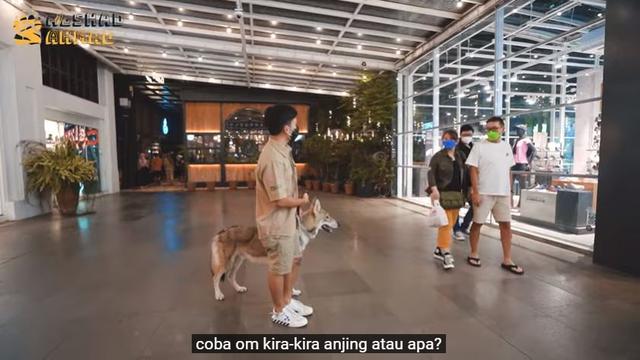 6 Potret Alshad Ahmad Ajak Serigala Jalan-Jalan di Mal, Jadi Pusat Perhatian