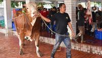 Pada Idul Adha kali ini, Masjid Istiqlal mendistribusikan langsung daging hewan kurban ke 30.000 titik. (Liputan6.com/Herman Zakharia)