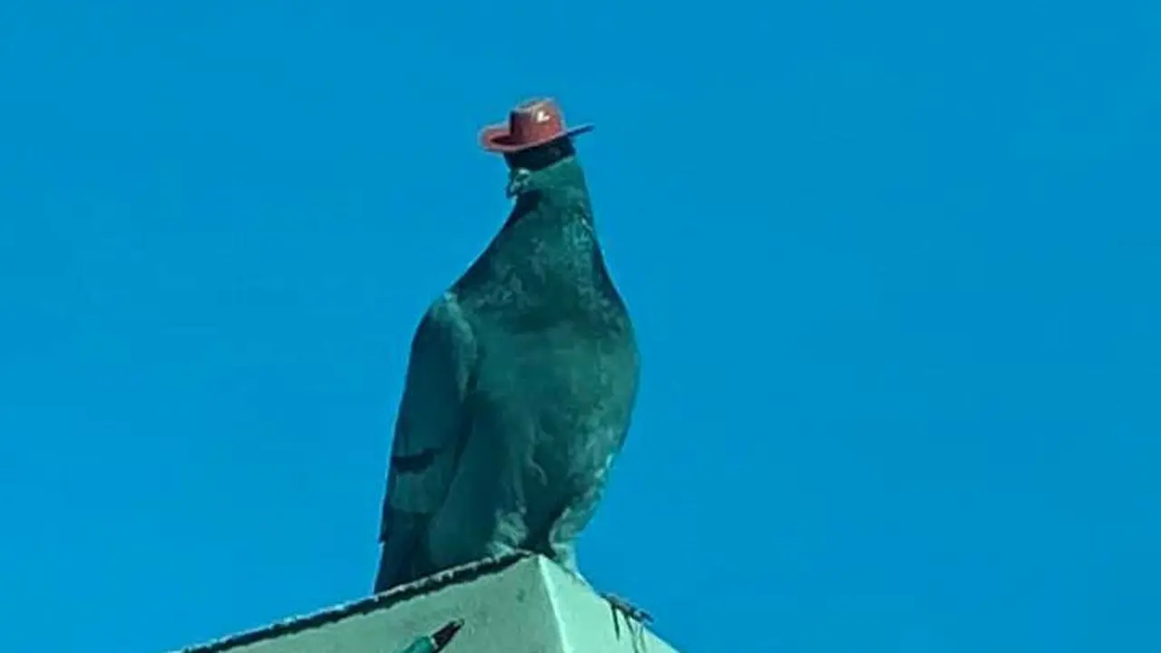 Warga Las Vegas melihat dua burung di sekitar kota dengan topi koboi kecil di kepalanya.
