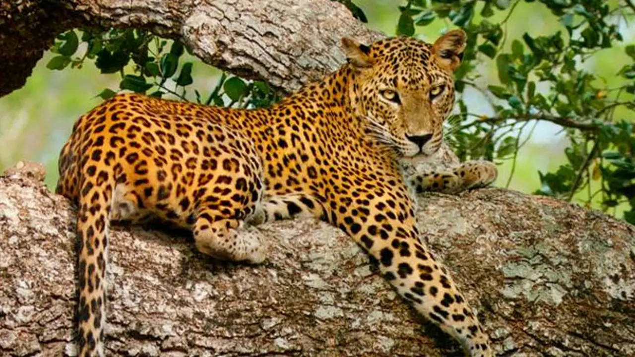 leopard-140220a.jpg