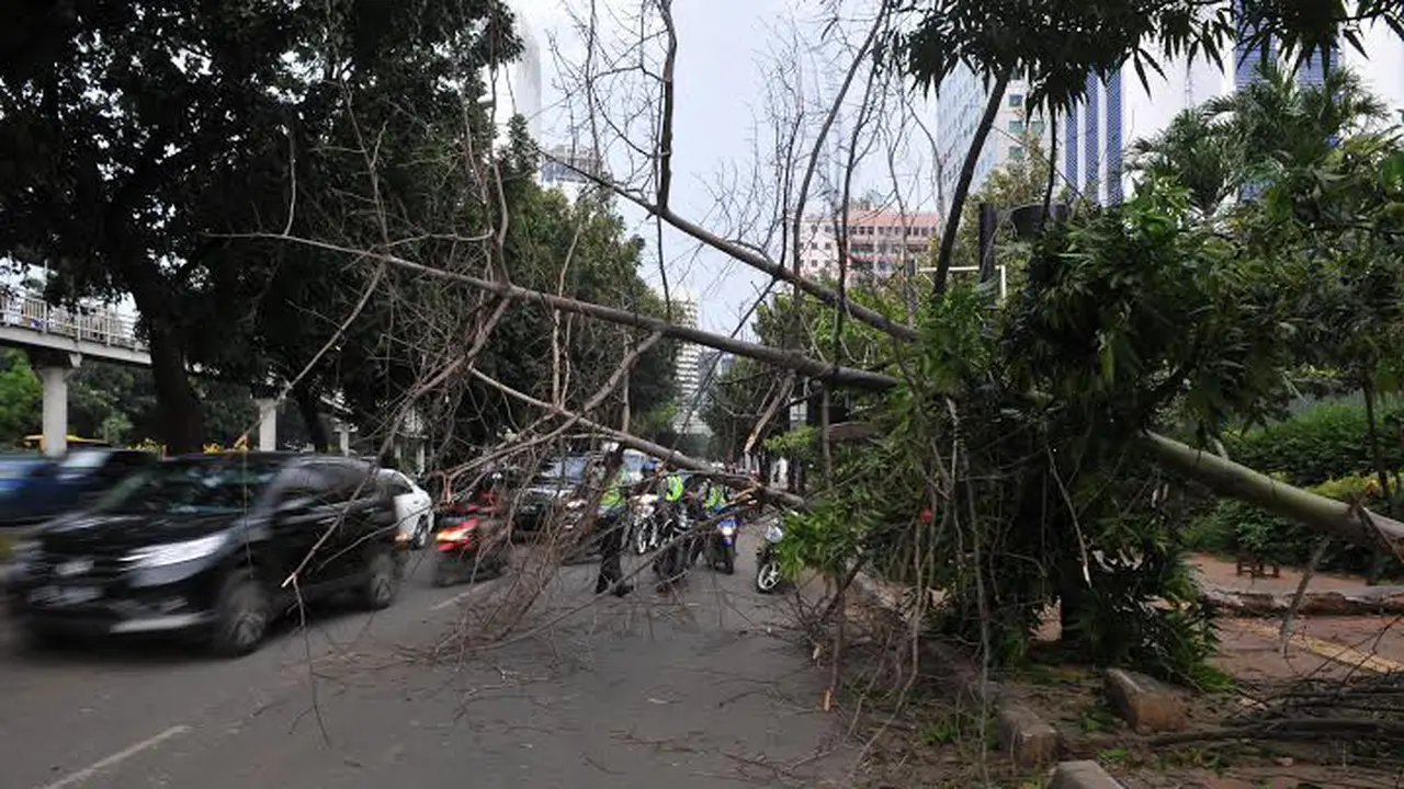 [FOTO] Diterpa Angin Kencang Beberapa Pohon di Sudirman Tumbang 