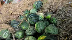Memasuki bulan Ramadan penjualan buah labu blewah yang biasa digunakan sebagai minuman berbuka mengalami kenaikan, Pasar Induk, Kramat Jati, Sabtu, (20/6/2015).  harga buah labu blewah dari Rp. 2.500 menjadi Rp. 4.000 per kg. (Liputan.com/Yoppy Renato)