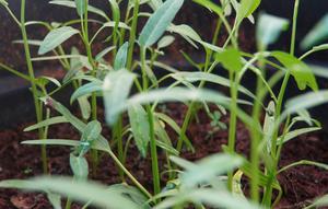 Ilustrasi Kangkung (Unsplash)