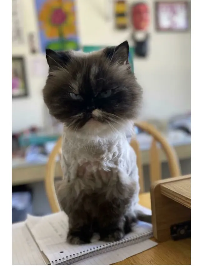 7 Potret Reaksi Lucu Kucing saat Marah, Pamer Taring