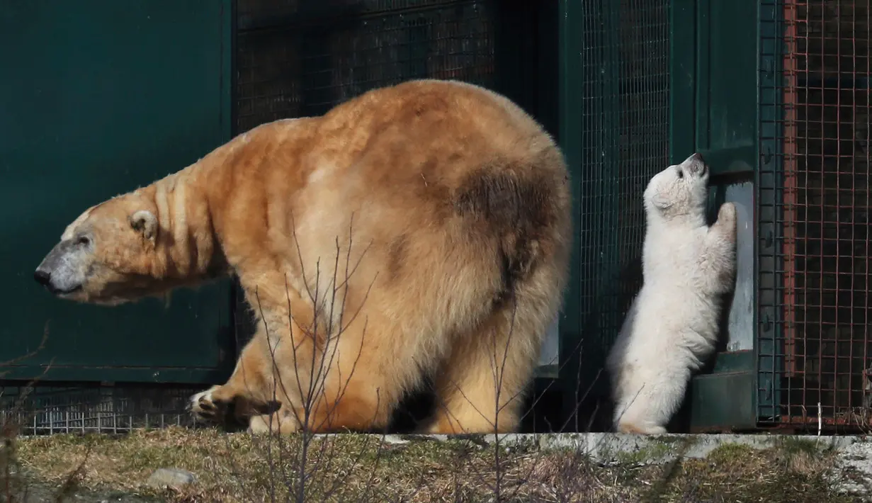 Bayi beruang kutub bersama induknya mengitari kandang di Highland Wildlife Park, Skotlandia, Inggris, Selasa (20/3). Bayi beruang itu lahir dari pasangan Victoria dan Arktos, salah satu dari dua beruang jantan di taman tersebut (Andrew Milligan/PA via AP)