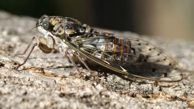 Ilustrasi Cicadas (AFP)