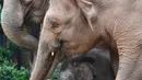 Seekor bayi gajah Asia berjalan bersama induknya di Taman Safari Chimelong, Guangzhou, Provinsi Guangdong, China, Rabu (27/5/2020). Dua gajah Asia betina di Taman Safari Chimelong melahirkan dua bayi pada tanggal 30 April dan 12 Mei 2020. (Xinhua/Liu Dawei)