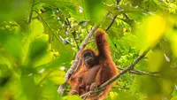 Studi Ungkap Suara Tawa Orangutan Bisa Pengaruhi Pilihan Makanan