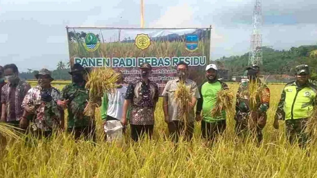 Bersama dengan Kementerian Pertanian dan Dinas Pertanian Kabupaten Pangandaran, Kelompok Tani Taruna Tani Mekar Bayu, Desa Ciganjeng, Kecamatan Padaherang, Kabupaten Pangandaran, Jawa Barat menggelar panen raya padi bebas residu di Pangandaran.