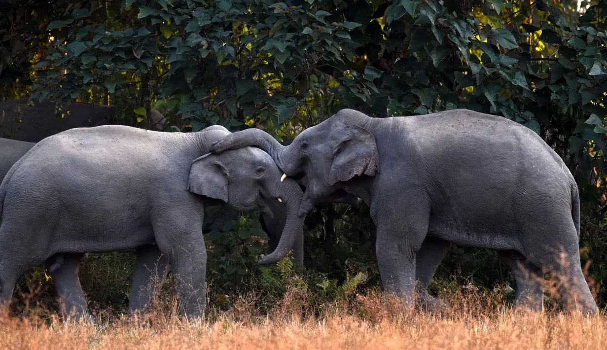 Dua gajah saat mencari makan di dekat pemukiman warga Desa Bahampur di kabupaten Nagaon, 155 km timur Guwahati, India (27/12). Fenomena ini diduga akibat kurangnya pohon untuk pangan para gajah dan habitat lainnya. (AFP Phoyo/Biju Boro)