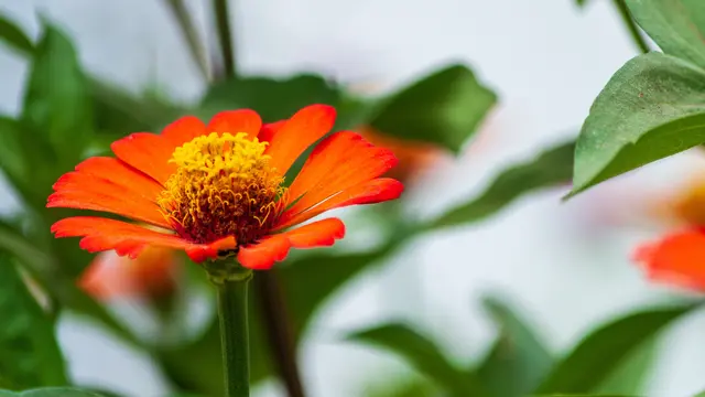 Ilustrasi Bunga Zinnia